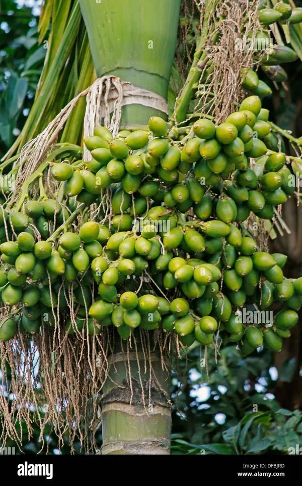 Betel_Nut/Supari_Plant_(Hybrid,_Pack_of_1)