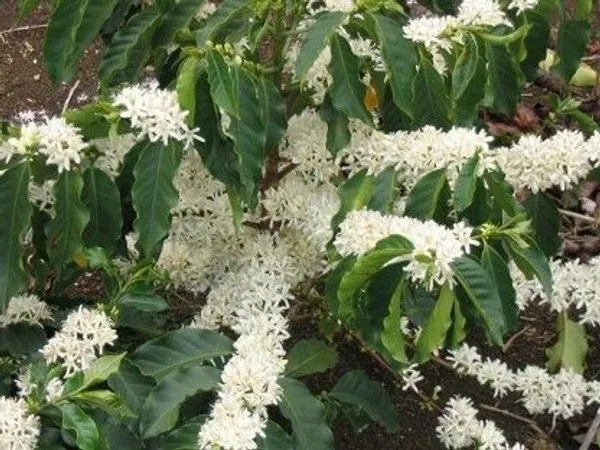 Coffee_Plant_(Hybrid,_Pack_of_1)