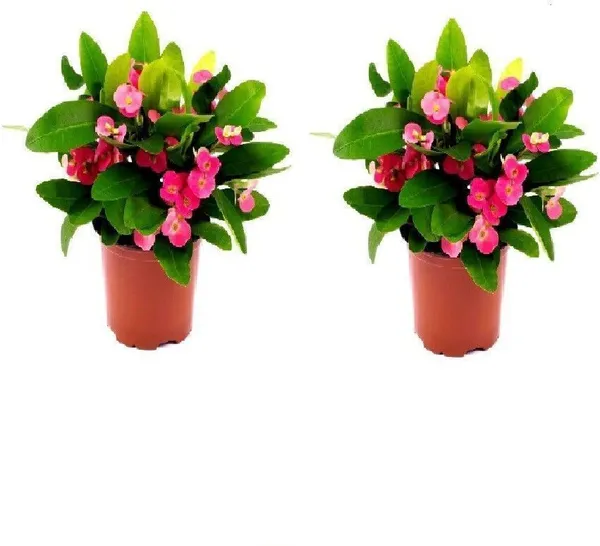Euphorbia_Plant_(Hybrid,_Pack_of_1)