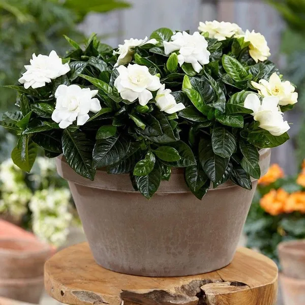 Jasmine_Plant_(Hybrid,_Pack_of_1)