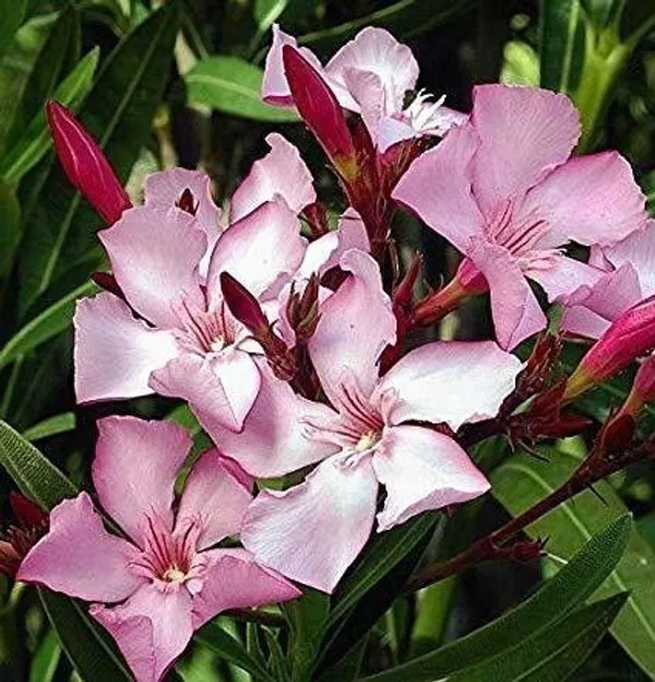 Kaner_Plant_(Hybrid,_Pack_of_1)