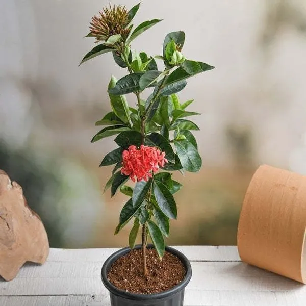 Ixora_Mini_Pink_Flowering_Plant_(Hybrid,_Pack_of_1)
