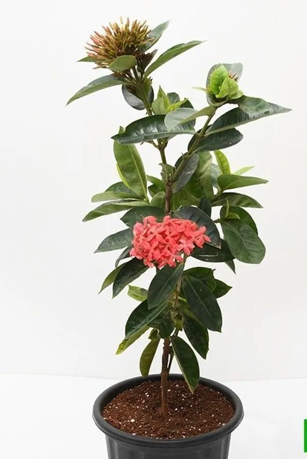 Ixora_Mini_Pink_Flowering_Plant_(Hybrid,_Pack_of_1)