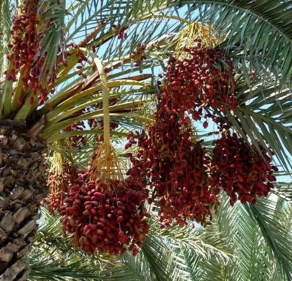 ZZ_Plant_(Hybrid,_Pack_of_1)
