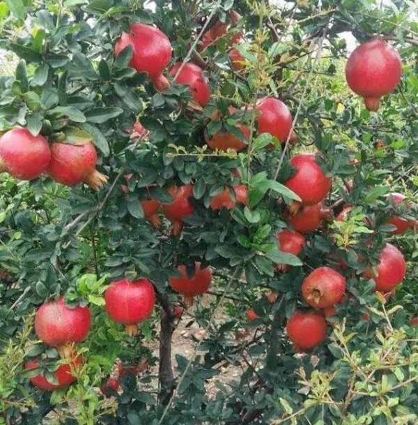 Pomegranate_Plant_(Hybrid,_Pack_of_1)