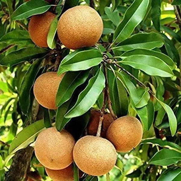 Chiku_Plant_(Hybrid,_Pack_of_1)