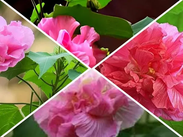 Lotus_Plant_(Hybrid,_Pack_of_1)