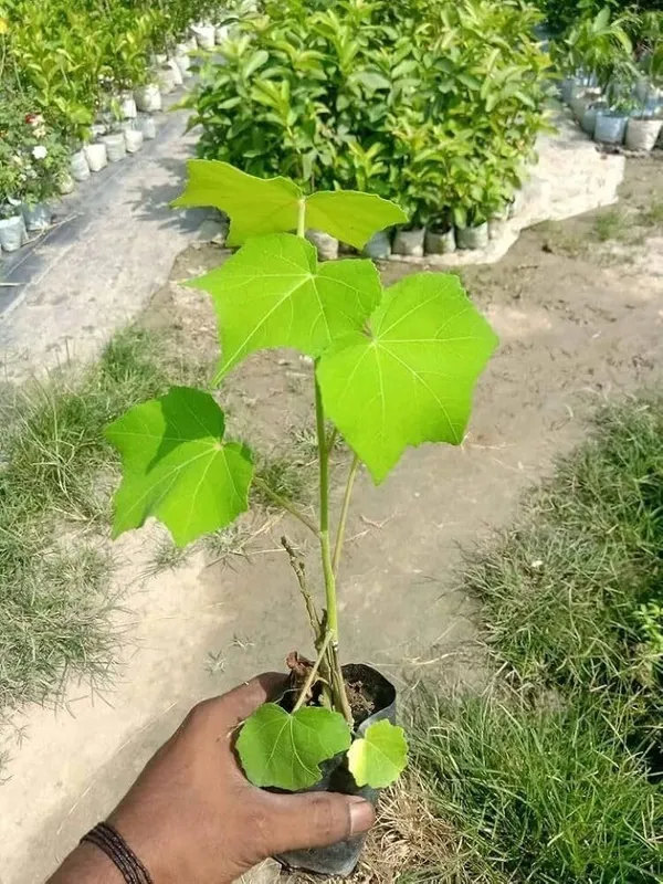 Lotus_Plant_(Hybrid,_Pack_of_1)