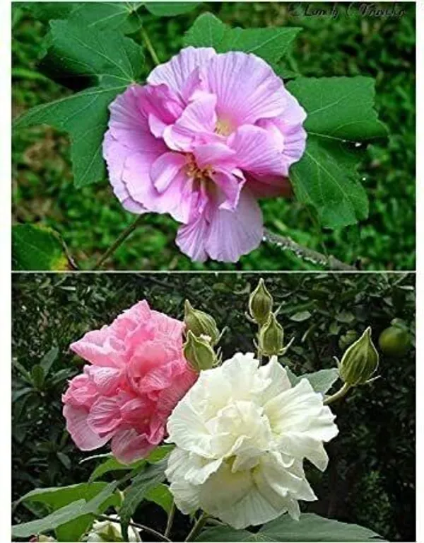 Lotus_Plant_(Hybrid,_Pack_of_1)