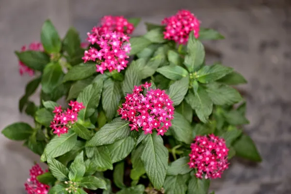 Trothic_Ixora/Chethi_Plant_(Hybrid,_Pack_of_1)