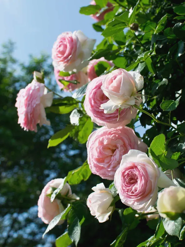 Rose_Plant_(Hybrid,_Pack_of_1)