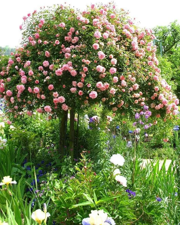 Rose_Plant_(Hybrid,_Pack_of_1)