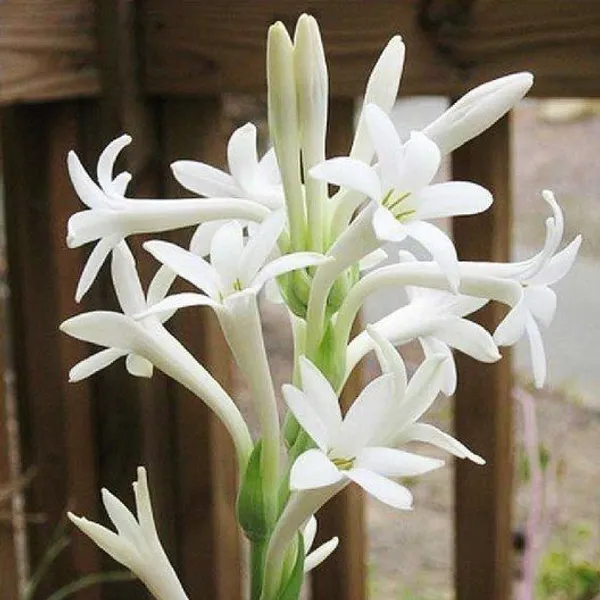 Tuberose/Rajnigandha_Plant_(Hybrid,_Pack_of_1)