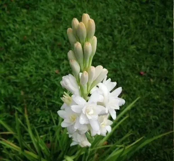 Tuberose/Rajnigandha_Plant_(Hybrid,_Pack_of_1)