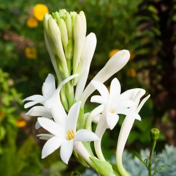 Tuberose/Rajnigandha_Plant_(Hybrid,_Pack_of_1)