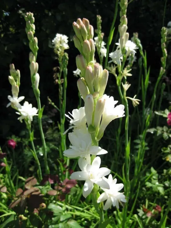 Tuberose/Rajnigandha_Plant_(Hybrid,_Pack_of_1)