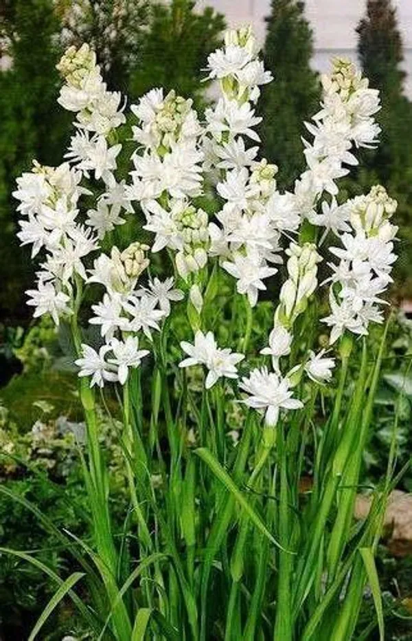 Tuberose/Rajnigandha_Plant_(Hybrid,_Pack_of_1)