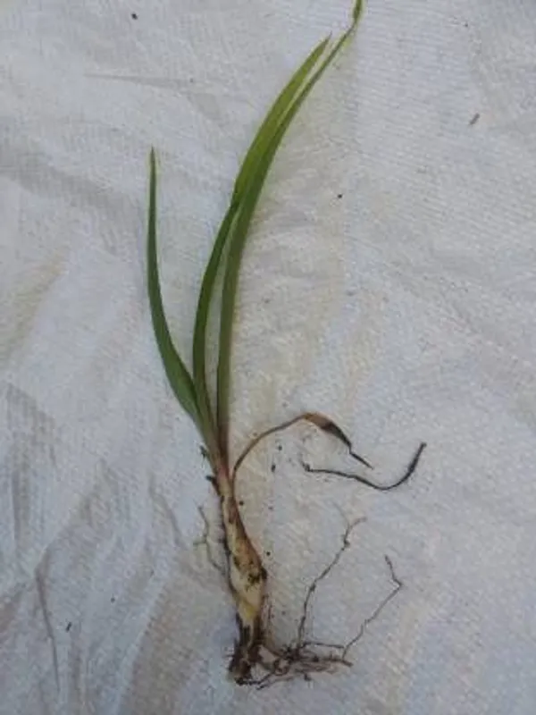 Tuberose/Rajnigandha_Plant_(Hybrid,_Pack_of_1)
