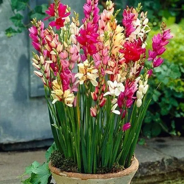 Tuberose/Rajnigandha_Plant_(Hybrid,_Pack_of_1)