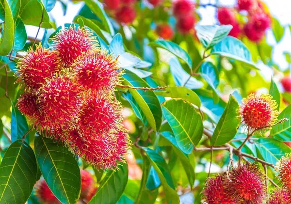 Ramdhan_Champa_Plant_(Hybrid,_Pack_of_1)