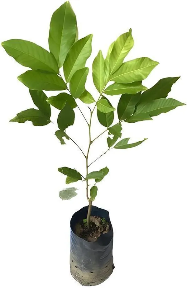 Ramdhan_Champa_Plant_(Hybrid,_Pack_of_1)