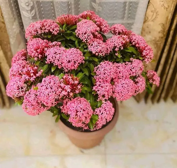 Ixora_Plant_(Hybrid,_Pack_of_1)