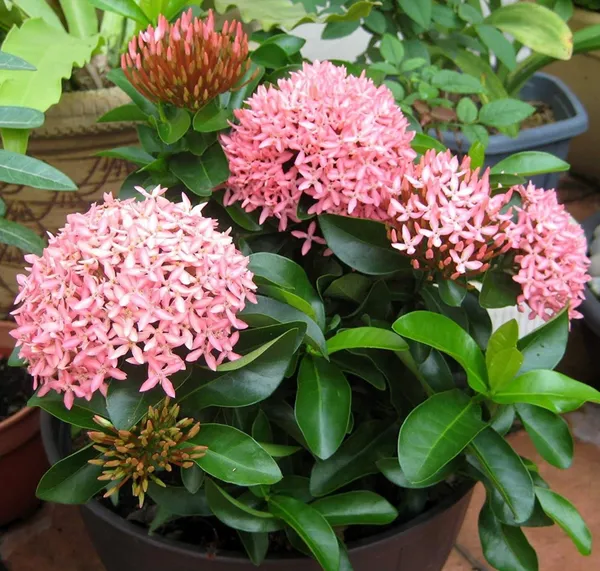 Trothic_Ixora/Chethi_Plant_(Hybrid,_Pack_of_1)