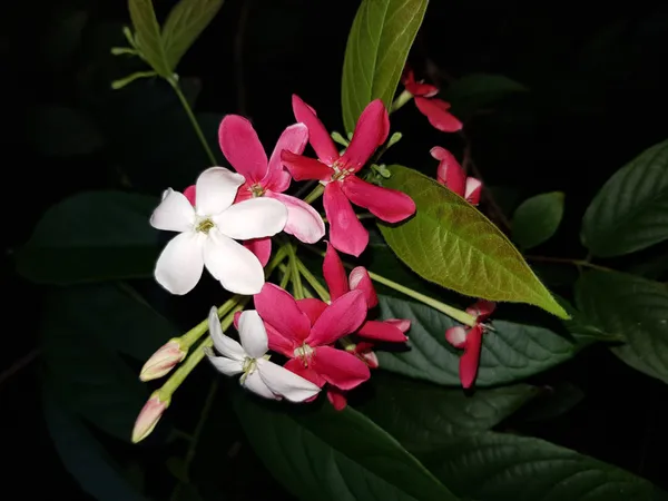 Madhumalti/Rangoon_Creeper_(Hybrid,_Pack_of_1)