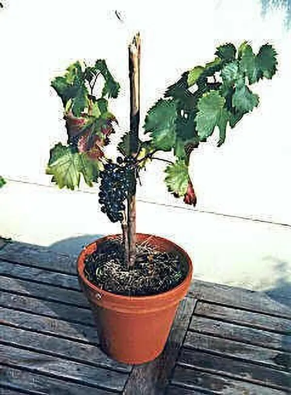 Grapes_Plant_(Hybrid,_Pack_of_1)