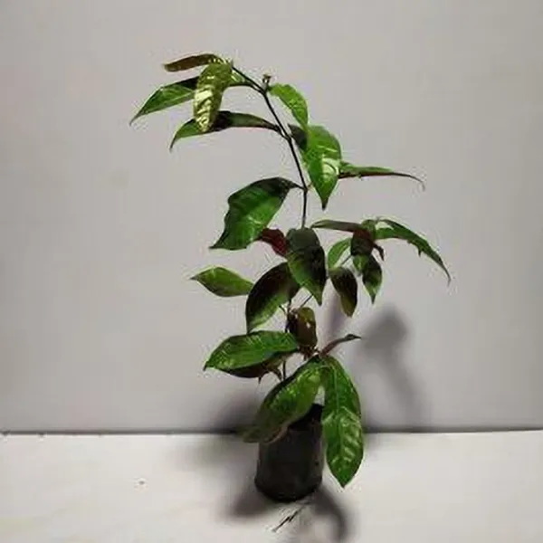 Excoecaria/Laila_Majnu_Plant_(Hybrid,_Pack_of_1)