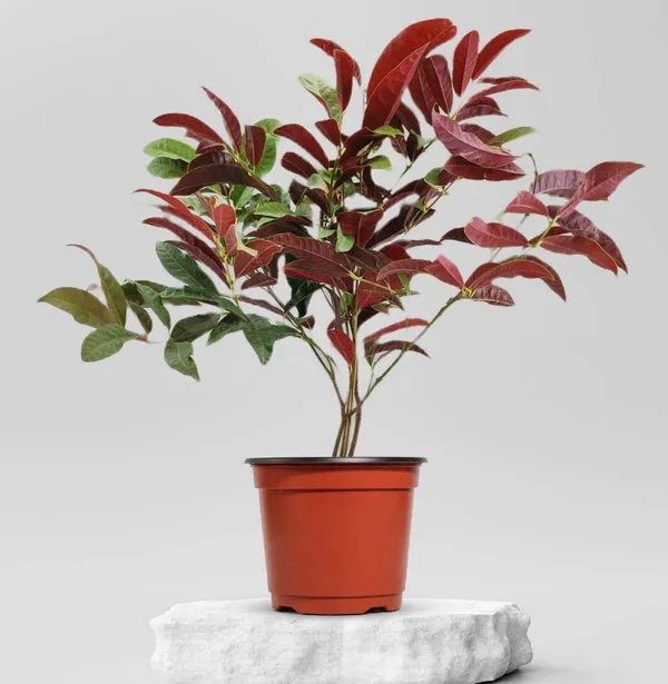 Excoecaria/Laila_Majnu_Plant_(Hybrid,_Pack_of_1)