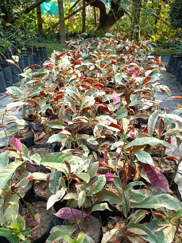 Excoecaria/Laila_Majnu_Plant_(Hybrid,_Pack_of_1)