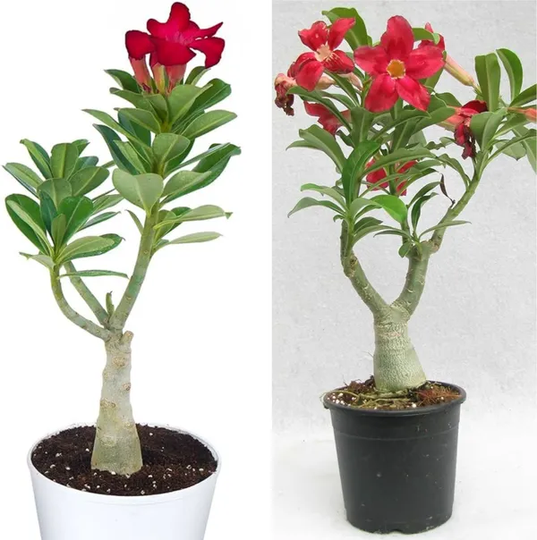 Adenium_Plant_(Hybrid,_Pack_of_1)