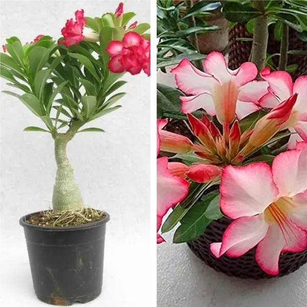 Adenium_Plant_(Hybrid,_Pack_of_1)