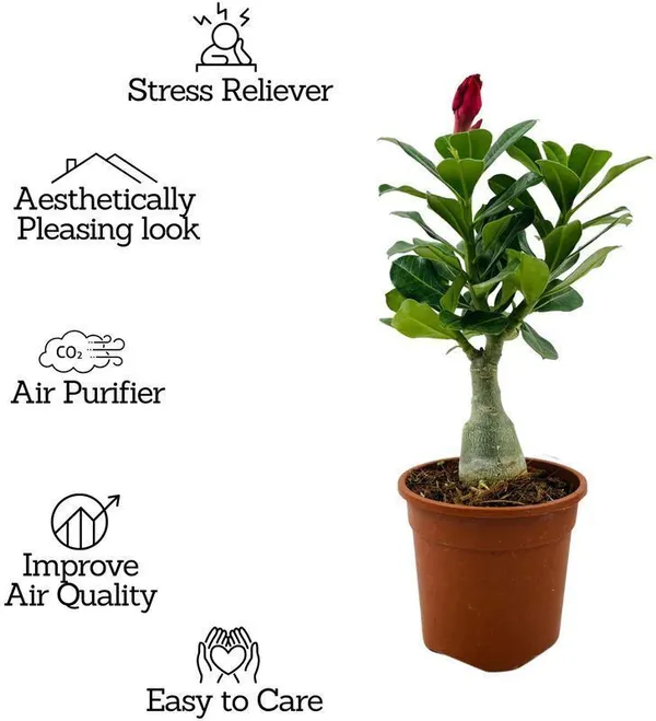 Adenium_Plant_(Hybrid,_Pack_of_1)