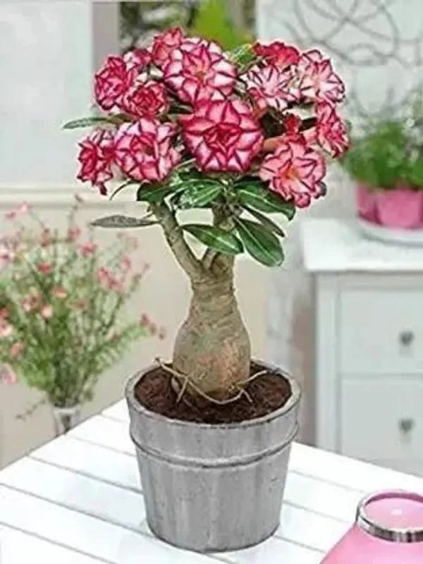 Adenium_Plant_(Hybrid,_Pack_of_1)
