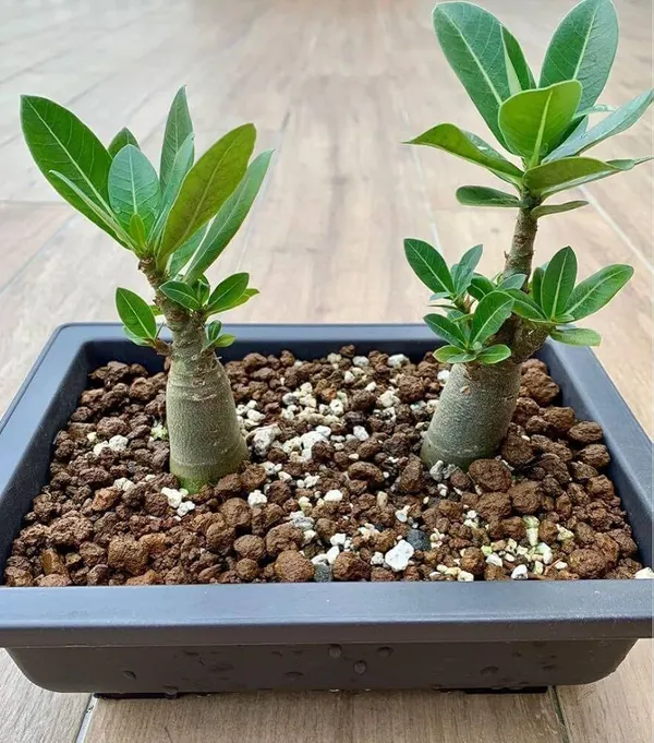 Adenium_Plant_(Hybrid,_Pack_of_1)