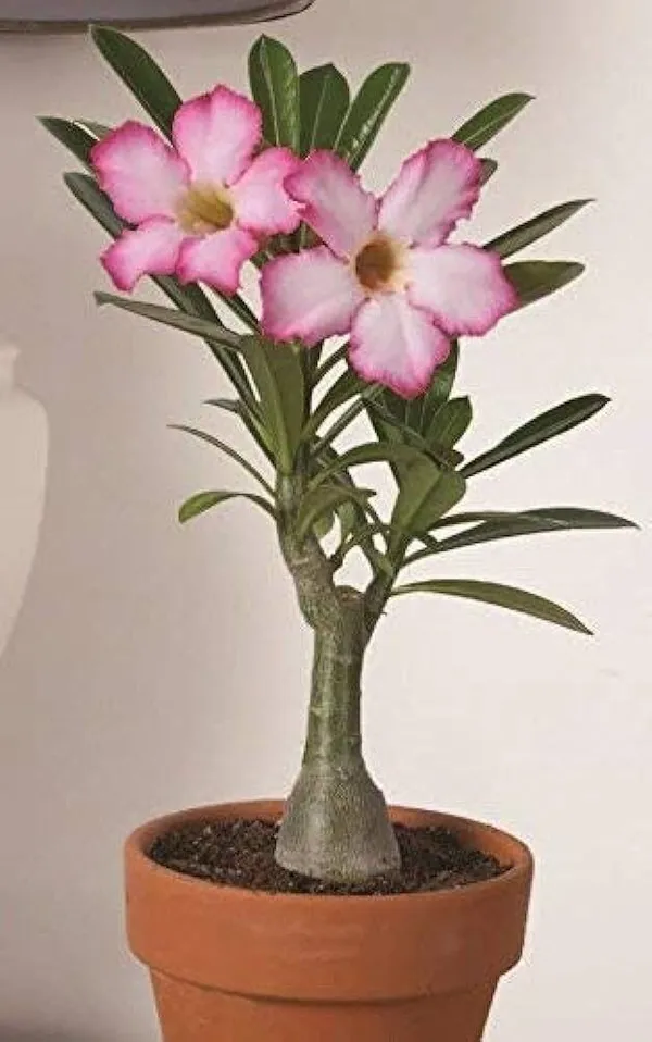 Adenium_Plant_(Hybrid,_Pack_of_1)