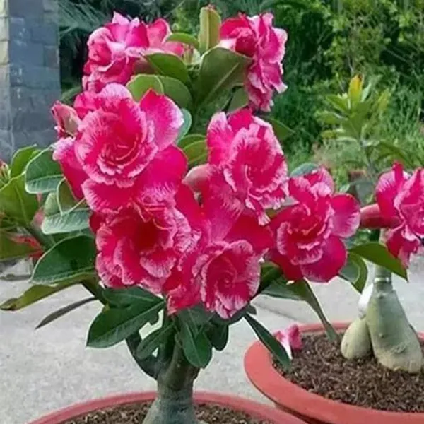 Adenium_Plant_(Hybrid,_Pack_of_1)