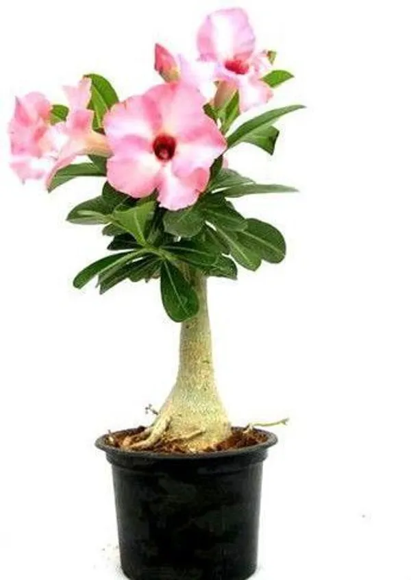Adenium_Plant_(Hybrid,_Pack_of_1)
