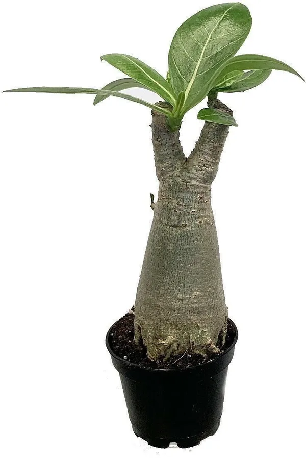 Adenium_Plant_(Hybrid,_Pack_of_1)