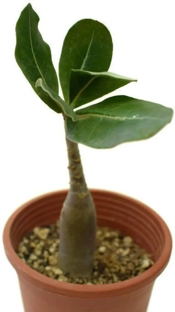 Adenium_Plant_(Hybrid,_Pack_of_1)