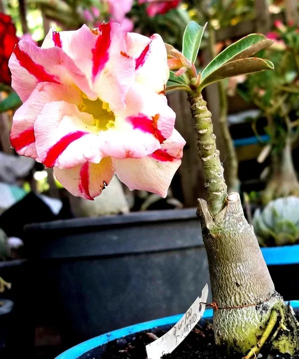 Adenium_Plant_(Hybrid,_Pack_of_1)