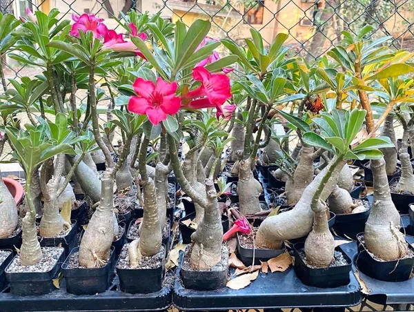 Adenium_Plant_(Hybrid,_Pack_of_1)
