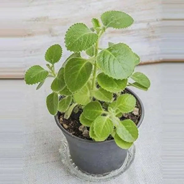 Ajwain_Plant_(Hybrid,_Pack_of_1)