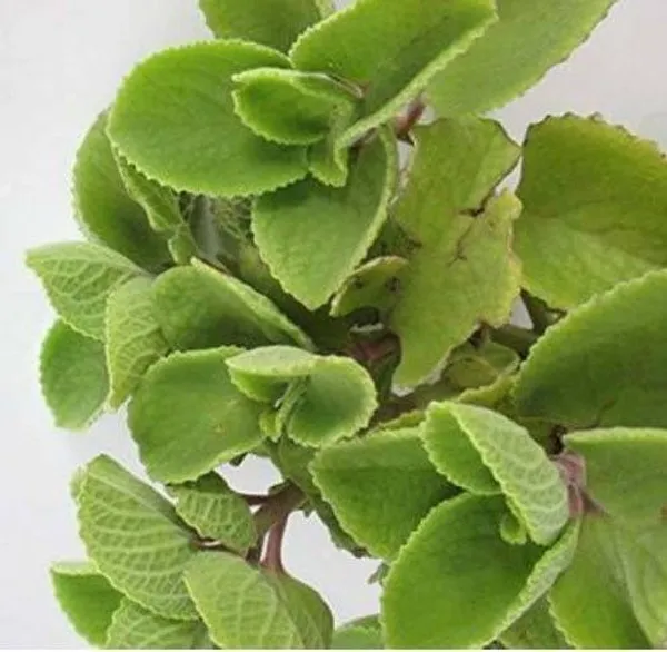 Ajwain_Plant_(Hybrid,_Pack_of_1)