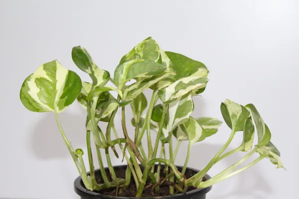 Ajwain_Plant_(Hybrid,_Pack_of_1)