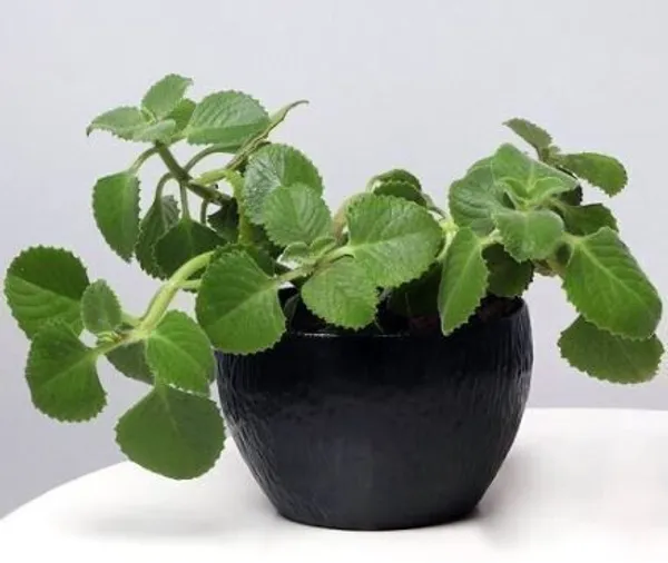 Ajwine_Plant_(Hybrid,_Pack_of_1)