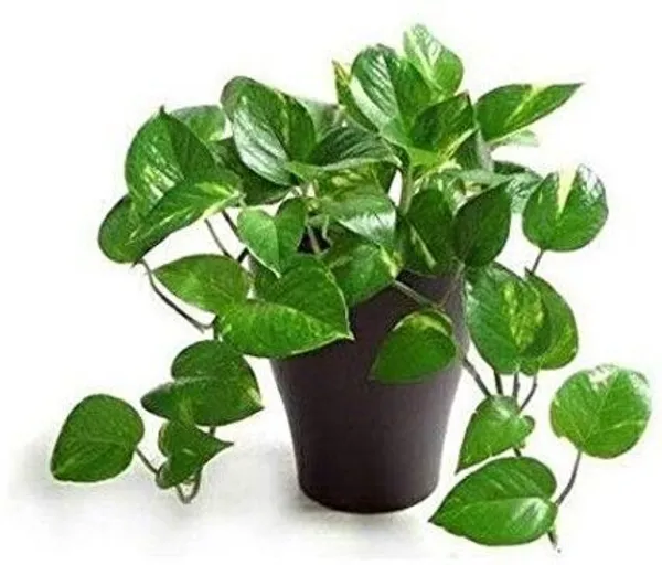 Money_Plant_(Hybrid,_Pack_of_1)