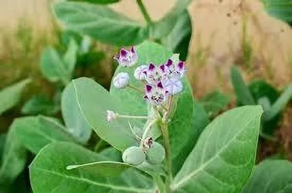 Safed_Aak_Plant_(Hybrid,_Pack_of_1)